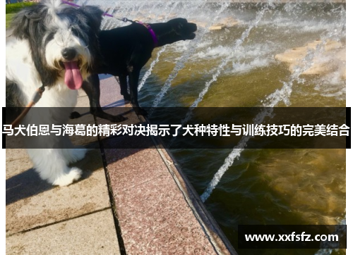 马犬伯恩与海葛的精彩对决揭示了犬种特性与训练技巧的完美结合